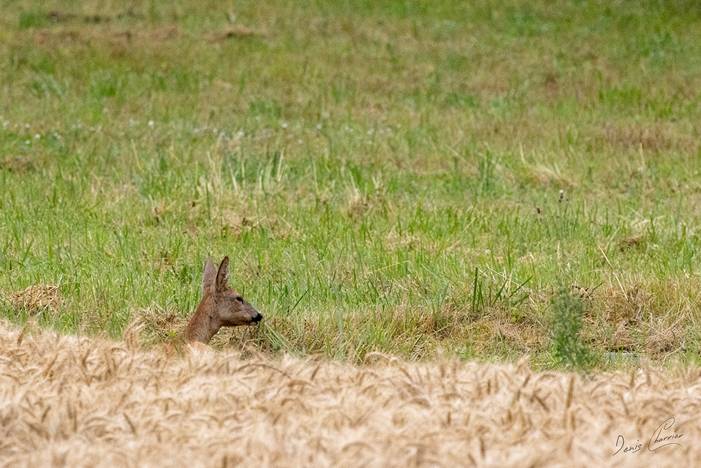 Chevrette couchée entrain de ruminer